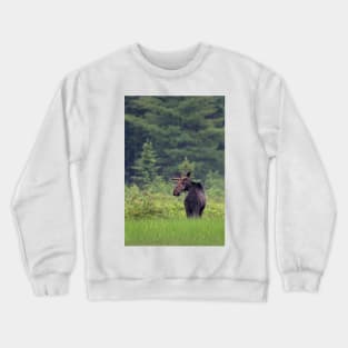 Canadian Moose, Algonquin Park, Canada Crewneck Sweatshirt